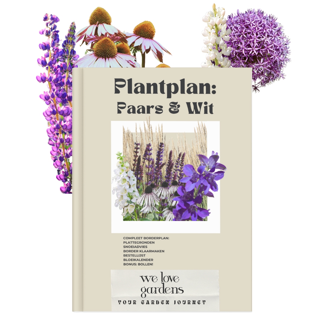 Webshop